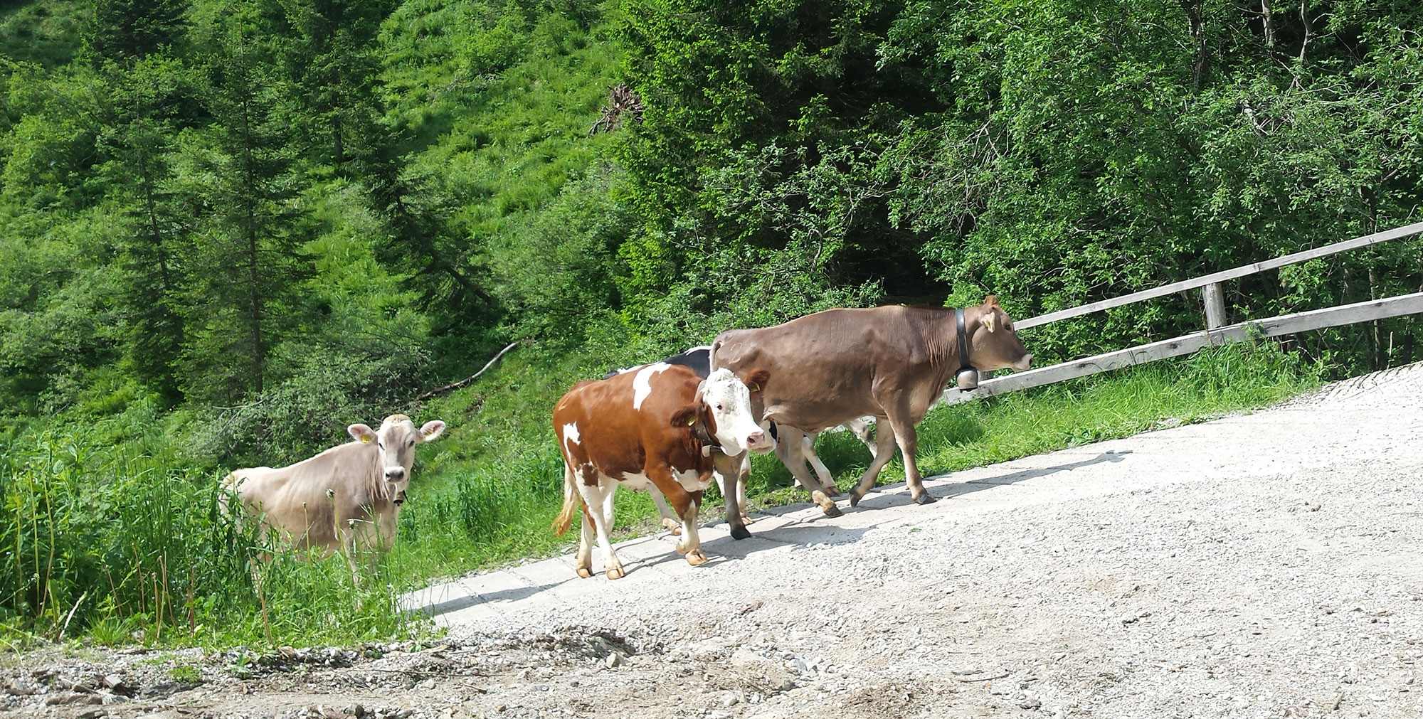 Alpeggio, aria pura e buon formaggio